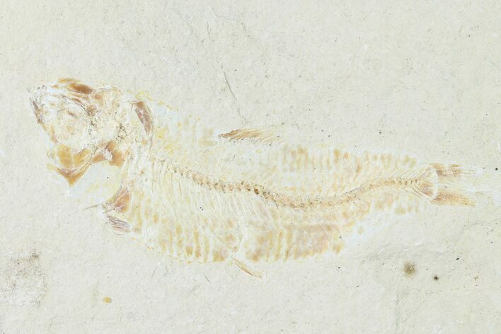 Bargain, Cretaceous Fossil Fish - Lebanon #162852